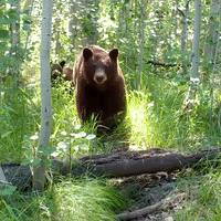 Bear and Cubs Walk on Wildlife Trail