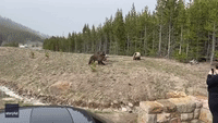 Woman Cited After Video Shows Bear Charging Toward Her at Yellowstone National Park