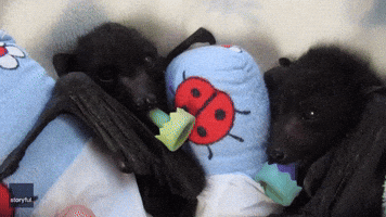 Rescued Baby Bat 'Twins' Thriving With Australian Carer