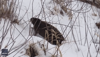 Determined Beaver Stands on Tiptoes to Snare Branch in Snowy Saskatchewan