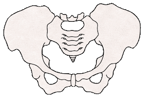 Pelvis Hebamme Sticker