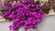 Flowers Spring GIF by Balcone.fiorito