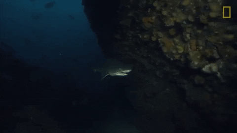 national geographic shark GIF by Nat Geo Wild
