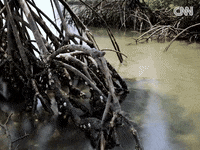 Blue Carbon GIF by CNN