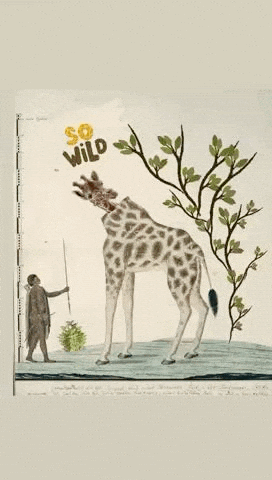 Giraffe GIF by GIF IT UP