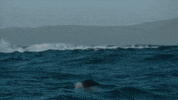 Discovery Eat Pray Chum GIF by Shark Week