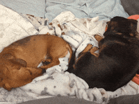 Hot Dog Dogs GIF