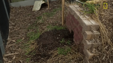 GIF by BuzzFeed
