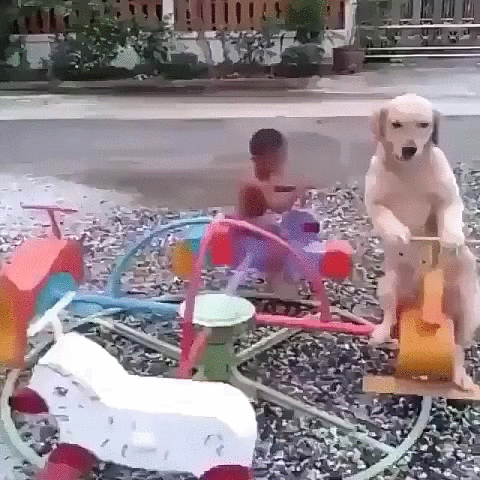 dog roundabout GIF