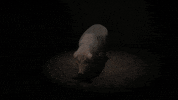 Farm Animal Vegan GIF by World Animal Protection