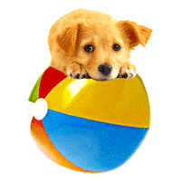 dog Sticker by Puppies Make Me Happy