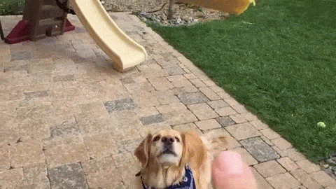 dogs GIF
