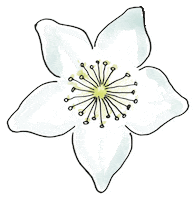 Christmas Flower Sticker by krima&isa