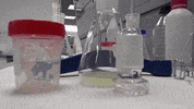 FerlabsLaboratorio cebolladulce analisisdepungencia GIF