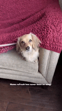 Dachshund Cute Dogs GIF by mammamiacovers