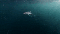 A Blue Shark Appears
