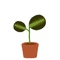 projectspetite plant indoor plant prayer plant Sticker