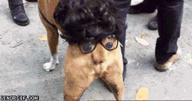 dog halloween GIF by Cheezburger