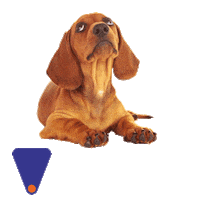 Petcamp gato cachorro petcamp pet camp Sticker