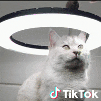 Cool GIF by TikTok Italia