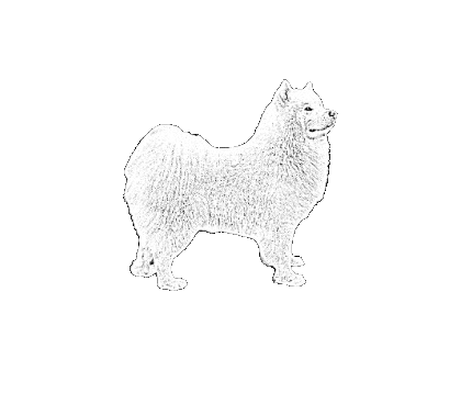 Samoyed Sticker