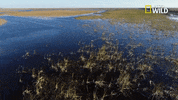 pupparazzi puppy potty face GIF by Nat Geo Wild