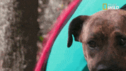 pupparazzi puppy potty face GIF by Nat Geo Wild