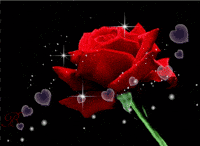 roses GIF