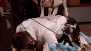 Season 10 GIF by ABC Network