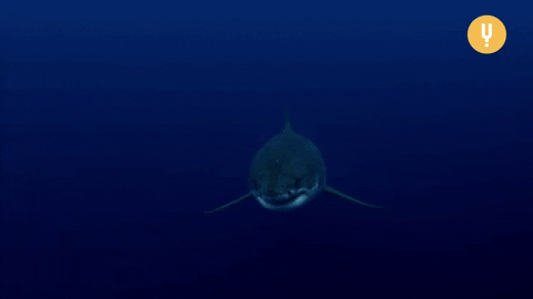 Shark Attack GIF by CuriosityStream