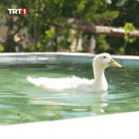 Swimming Pool Omg GIF by TRT