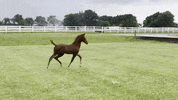 Equineathletepro GIF by Equine Athlete Veterinary Services