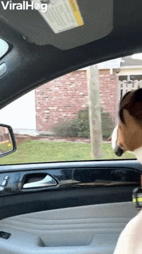 Boxer Bounces Beside Car GIF by ViralHog