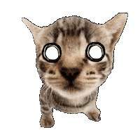 Shocked Cat Sticker