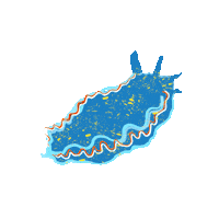 peachbabystudio animal peachbaby nudibranch seaslug Sticker
