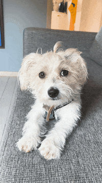 Dog GIF