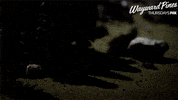 wayward pines GIF by Fox TV