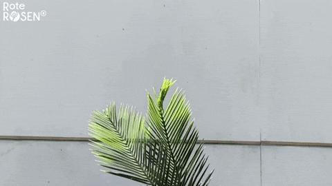 Hallo Rote Rosen GIF by Studio Hamburg Serienwerft GmbH