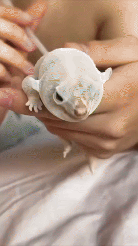 cuteanimalland giphyupload GIF