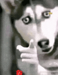 Taktak GIF