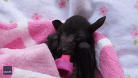 Adorable Premature Bat Battles Case of the Hiccups