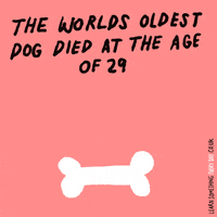 LearnSomethingEveryDay dog wow omg wtf GIF