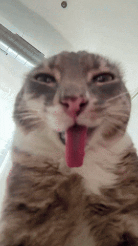 Funny Face Cat GIF