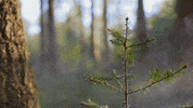 smoke tree GIF by Living Stills