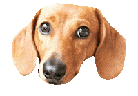 dachshund doxie Sticker by beangoods