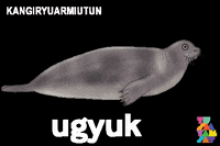 Inuvialuit GIF by Tusaayaksat Magazine