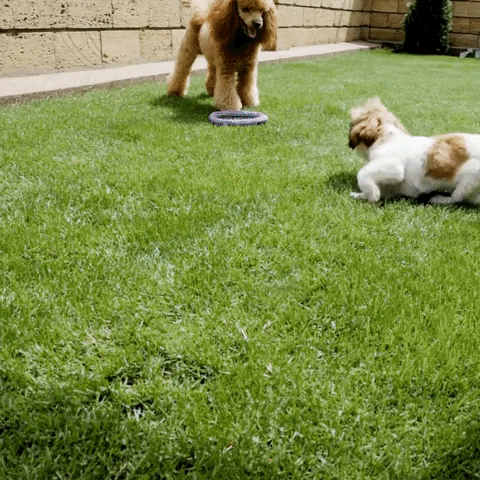 PetCloud giphyupload doggy day care petcloud GIF