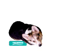 dog love Sticker by The Breeze