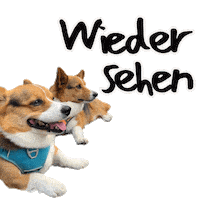 German Corgi Sticker