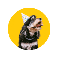 happy dog Sticker by Taylor & Pond